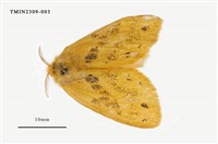 藏品(菱帶黃毒蛾)的圖片